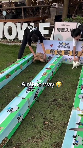 The prophecy is REAL 🤯 #tortoise #hare #race #running #funny | turtle