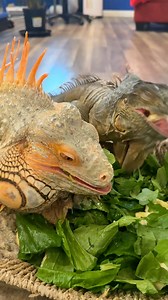 2 iguanas eating a salad up close! #lizard #exoticpets #reptile #iguana #pet #pets #animals #petlovers #petstagram #petlovers #foryou #petsofinstagram #RocketThelguana #asmr #satisfying #cuteanimals #satisfyingvideo #dragons #reptilesofinstagram #petlizard #eating | Rocket The Iggy