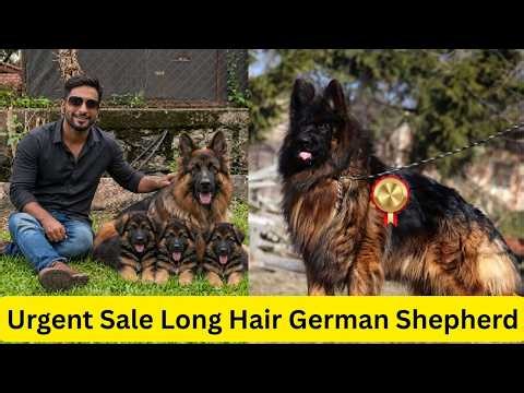 😱 Long Haired German Shepherd Puppy for Sale 🐶✨ | Big Coat GSD 😍 | Best Price India 2026