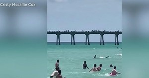 Caught on Camera: Large shark swimming near shore of crowded Florida beach
