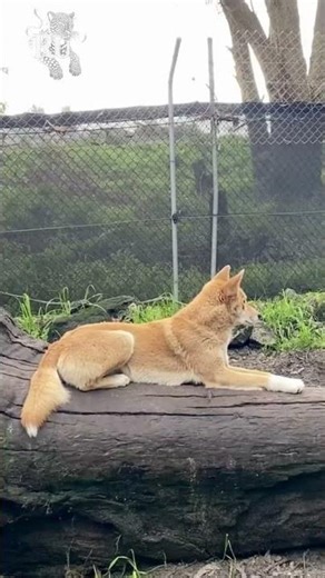 Back to the Wild: How Dingos Became Deadly Predators Again #shorts