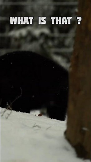 The Binturong: The Only Animal That Smells Like Popcorn