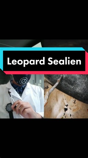 Leopard Seal RPC vs SCP: Understanding the Difference