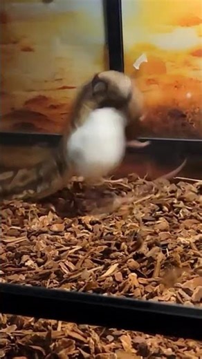 Ball Python attack #Snake #foryou #funny #nature #fyp #fypシ #educational #ytshorts #shorts