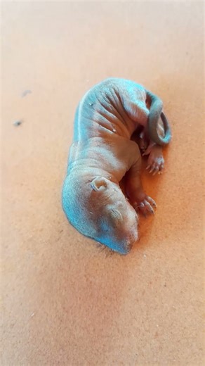 # 🌎earth discoveries[ sleeping baby squirrel's 🦫voice ]