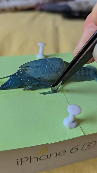 Florida Crayfish Care: Post-Molt Tips and Insights