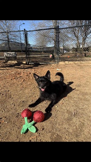 Lebowski is 3.5 years old and the definition of small but mighty 🖤 This tiny guy lives for pets, playtime, and showing off his favorite toys. He may be little, but his personality is anything but sweet, happy, and always ready to soak up all the love he can get. Call us to meet our little Lebowski! 803-802-0902 | Humane Society of York County