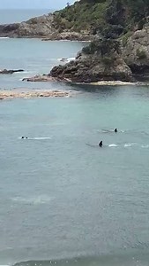 2 budak tengah mandi kat pantai ni terserempak dengan 2 ekor ikan jerung. Masih panjang lagi nyawa kau dik! | Friends of BN - Barisan Nasional