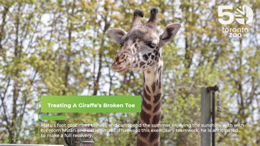 It's #WorldGiraffeWeek 🦒 Want to win a behind-the-scenes tour with our Masai giraffe family to celebrate? Become a #GiraffeGuardian and use your knowledge to complete our Conservation Quiz to be entered: https://woobox.com/f9vsvh 🦒 Plus, don't forget to learn even more about giraffe conservation from World Giraffe Week: https://bit.ly/42IIa7S or by visiting the Zoo June 21-22: https://www.torontozoo.com/events/june20-22#evt #StandTallForGiraffe #GuardiansOfWild | The Toronto Zoo