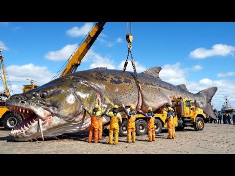 How fishermen catch 200 giant Atlantic cod – A Deep-Sea Fishing Documentary