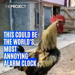 24K views · 351 reactions | We all know someone who needs a louder alarm clock... And we have found the perfect one for them. | The Project | Facebook