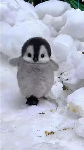 Why Penguins Treat Humans Like Their Own Kind 🐧