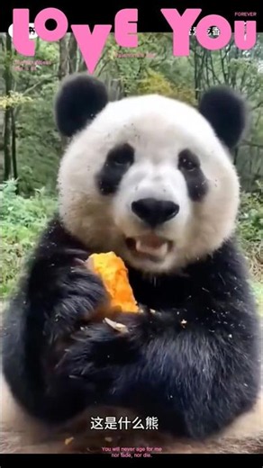Discover 17 Different Types of Bears — Have You Seen Them All? #bear #panda #animals #cuteanimals