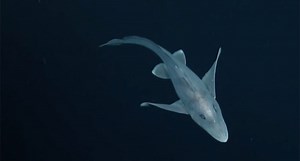 7 Creepy Fish From the Depths of the Ocean