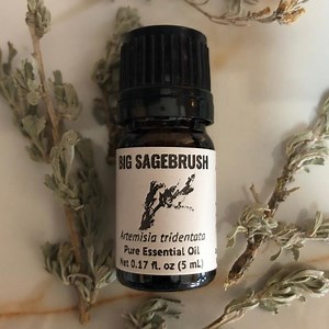 Big Sagebrush Essential Oil (artemisia Tridentata) Wildcrafted - 5 Ml - Etsy