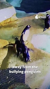 23 reactions · 11 shares | Gomez the geriatric penguin was bullied and attacked at the Kansas City Zoo. The staff let this continue for over a year before ultimately taking their live penguin camera down. The penguins deserve better and the public deserves transparency from the zoo. Take action: https://bit.ly/3SUDJ8U Please share this post to maximize your impact, thank you. #EmptyTheCages #ZoosArePrison | In Defense of Animals | Facebook