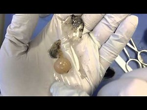 Cow Eye Dissection