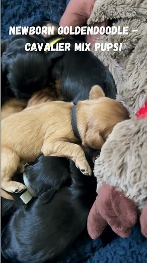 Goldendoodle Puppy Surprise! 😍🥰💯 #goldendoodle #cockapoo #cavalierkingcharlesspaniel