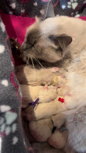 Queen Millie seems to be done at six kittens, this entire litter is long hair traditional applehead Balinese 🥹😻 #Balinese #cat #kittens #sapphirekittens #kitten