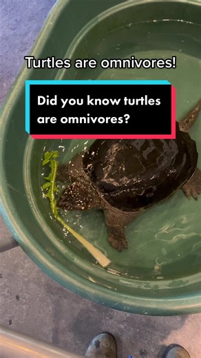 Turtles: The Omnivorous Wonders of the Animal Kingdom