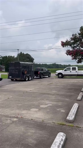 Rescue and Rehabilitation of Starved Horses