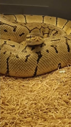 🔥 Lemonblast Orange Dream Female — Building Follicles! 🐍✨