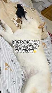 A Shiba Inu sleeping soundly in his futon as if it were the most natural thing in the world 😴 #sh...