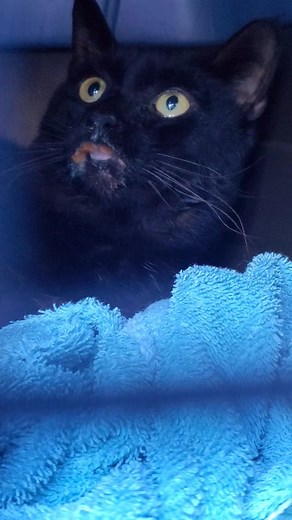 Baby Boy Sweets. What is a "Rodent Ulcer" : Feline indolent ulcers, also referred to as rodent ulcers or eosinophilic ulcers, are a cutaneous reaction pattern in cats that affect the muco-cutaneous junction of the oral cavity. Most indolent ulcers occur on the upper lip near the philtrum or adjacent to the upper canine teeth. *Much like our Stardust, Sweets has a severe rodent ulcer | Quality of Life Rehab & Foster, Inc.