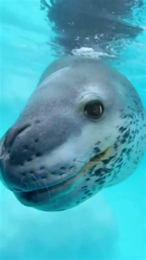 10 Cute Animals That Can Actually Kill You 😱