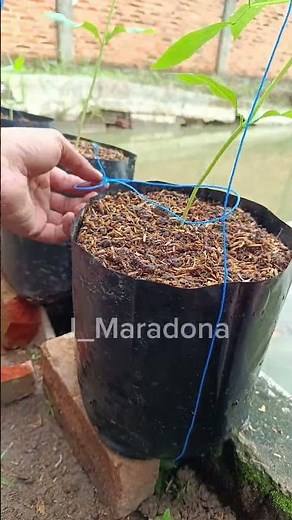 How I Set Up a String Trellis for Long Beans #gardenhacks