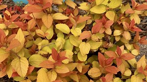 Make it a double play with spirea