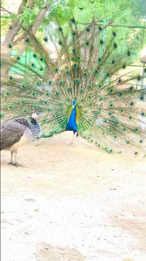 Peacock Dancing in Full Glory | Stunning Feathers Display#birds#cute#