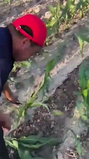 Satisfying Agricultural Work 🌾🚜 Modern Farming Process #agriculture