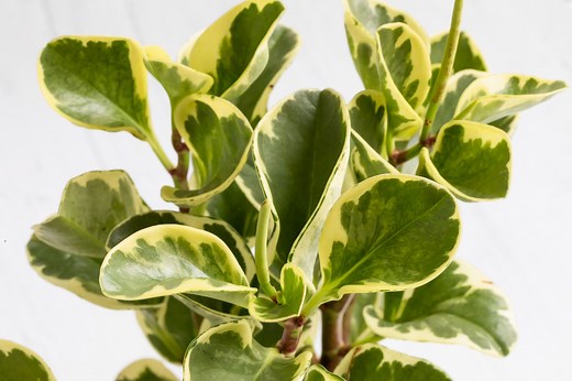 Done With Fussy Houseplants? Grow the Peperomia
