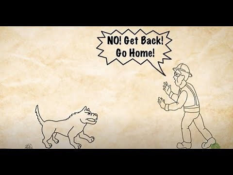 Safety First, Safety Always - Dog Bite Prevention