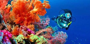 Discover Best Dive Sites in Maldives