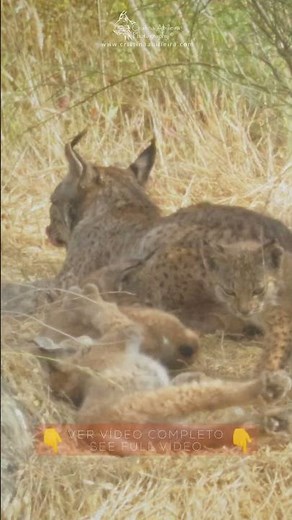 😸❤ Amor de Madre: LINCE IBÉRICO aseando a sus crías tras despertarse | Iberian Lynx Cubs