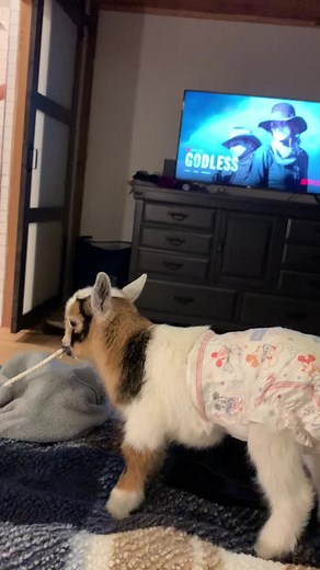 Funny Baby Goat Compilation | Hilarious Baby Goat Moments