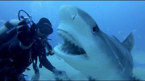 11M views · 53K reactions | SCARY SHARK ATTACKS captured by GoPros compilation | Diving With Sharks | Facebook