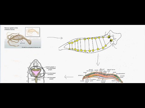 Cephalization in animals