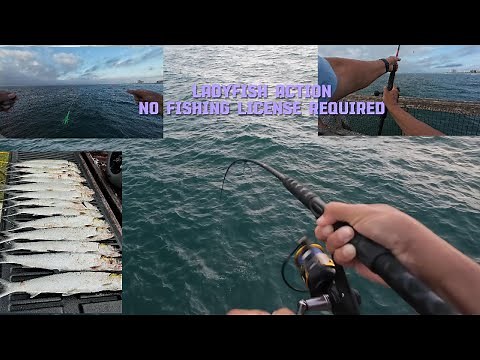Catch Big Ladyfish And Skipjack At Navarre Beach Pier In Florida - No Fishing License Needed!