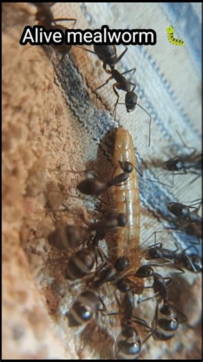 Ants vs Live Mealworm | Real Ant Battle 🐜 vs 🐛 | Camponotus Colony Attack #shorts #antkeeping 💥🤯...