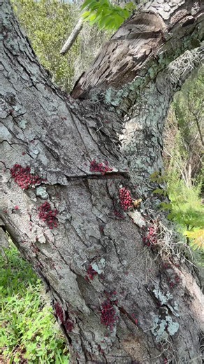 Thousands of red bugs on this tree 👀 These are boxelder bugs, a common nuisance pest in Florida that can gather in huge numbers. Not dangerous, but definitely something homeowners should keep an eye on. #PestControl #BugTok #FloridaPests #BoxelderBugs #HomeMaintenance