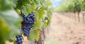 Voici les départements français les plus engagés en agriculture biologique !