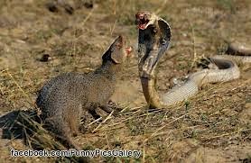 Fun Mongoose Facts for Kids