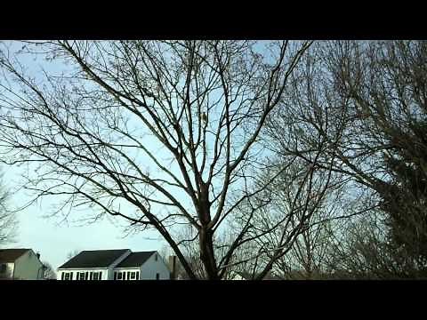 Red Tail Hawk Chirping