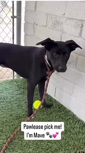 2K views · 50 reactions | Meet Mave! #A5687603, a 6 month, 25 lb GSD...