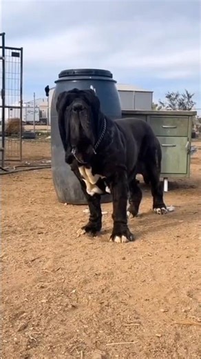 Top 3 most powerful dog in the world