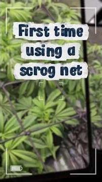 First time using a scrog net.