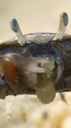 Crab Feeds by Crafting Tiny Sand Balls Wincent IkGDs #wildlife #nature #crab | HAWI Studios